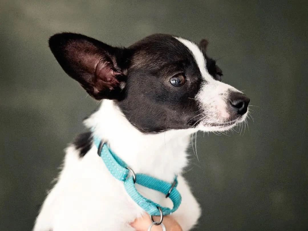 Dog portrait